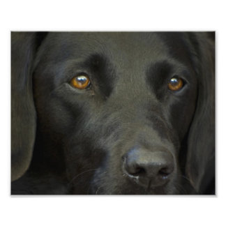 Foto Cachorro Negro Labrador