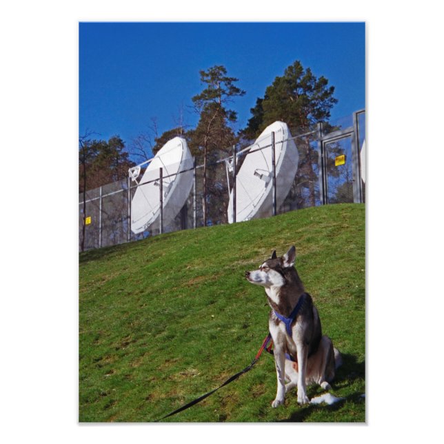 Foto Cachorro rastreador (Frente)