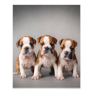 Foto Cachorros de Bulldog Presente De Adolescentes De