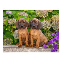 Cachorros de Caça da Baviera, Cute Bavarian, com F