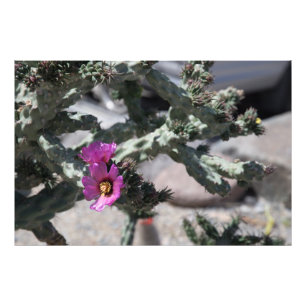 Foto Cacto Challa em flor