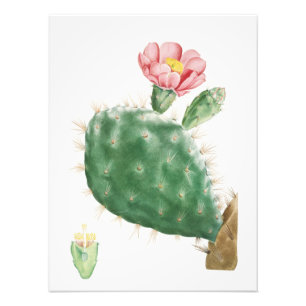 Foto Cacto Cochenillifer, Ilustração Antiga, 1799