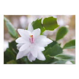 Foto Cacto de Natal Branco Schlumbergera Vasos Flores