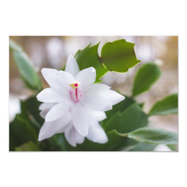 Foto Cacto de Natal Branco Schlumbergera Vasos Flores (Frente)