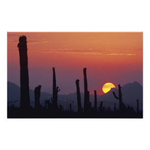 Foto Cacto Saguaro Carnegiea gigantea), Pôr do sol,