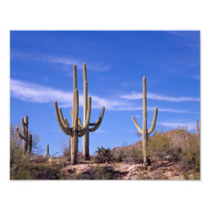 Foto Cacto Saguaro gigante multi braçado, Saguaro