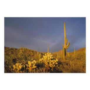 Foto cactos saguaro, Carnegiea gigantea, e teddy