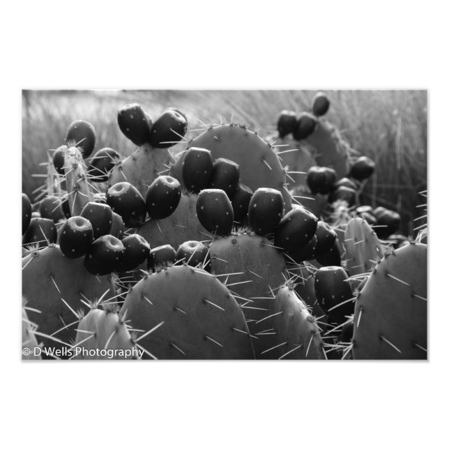 Foto Cactus Candy (Frente)
