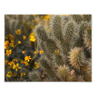 Foto Cactus e flores selvagens