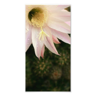 Foto Cactus Flower
