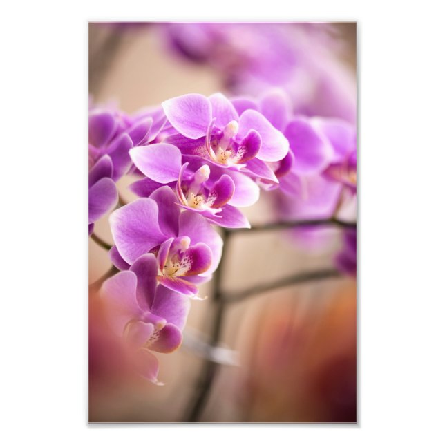 Foto Cadeia De Flor Orquídea Rosa Profundo Phalaenopsis (Frente)