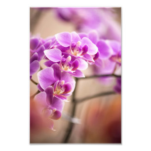 Foto Cadeia de Flores de Orquídea Phalaenopsis Rosa Int