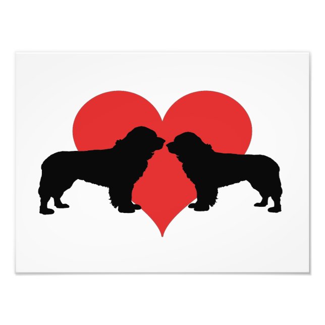 Foto cães da nova fundura (Frente)