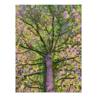 Foto Caesar Salad 15