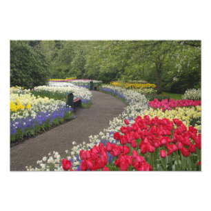 Foto Calçada através de tulipas, narcisos e