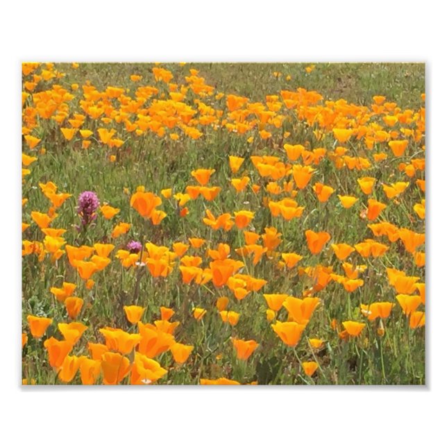 Foto California Poppy Field (Frente)