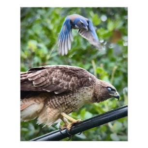 Foto California Scrub Jay Atacando Hawk de cauda vermel