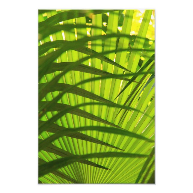 Foto Camadas de Palm Frond, Abstrato de padrão de paisa (Frente)