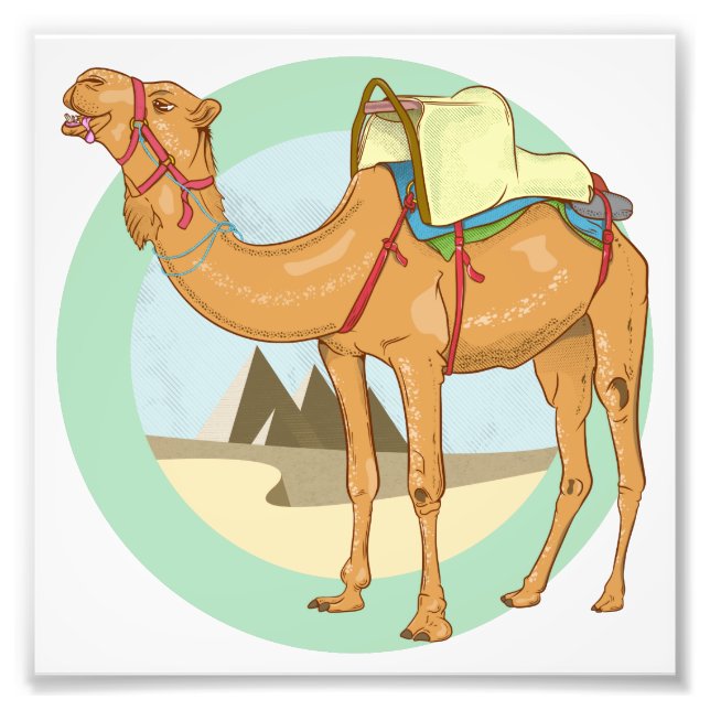 Foto Camel Giza Pirâmides (Frente)