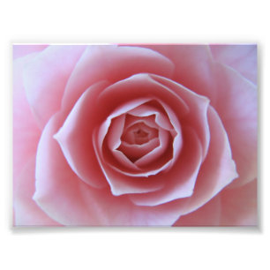 Foto Camélia cor-de-rosa