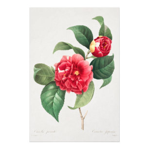 Foto Camélia Variegada, Pierre-Joseph Redouté, 1833