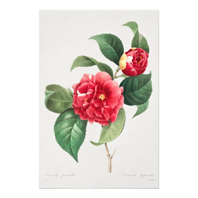 Foto Camélia Variegada, Pierre-Joseph Redouté, 1833 (Frente)