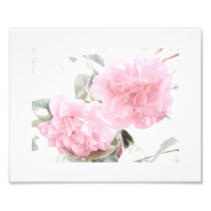 Foto Camellias cor-de-rosa suave
