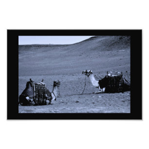 Foto Camelos egípcios