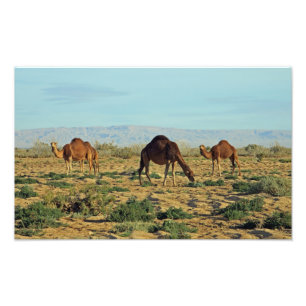 Foto Camels, Tunísia