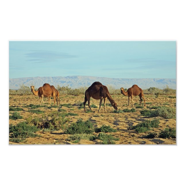 Foto Camels, Tunísia (Frente)
