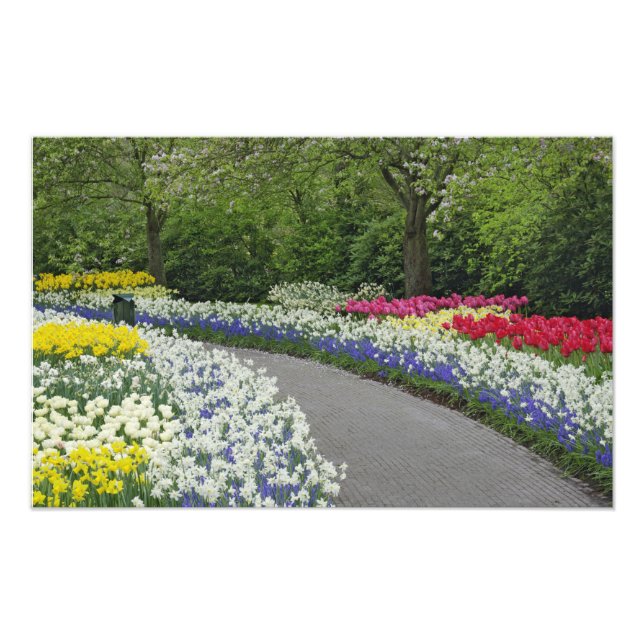 Foto Caminho de calçada através de tulipas e narcisos, (Frente)