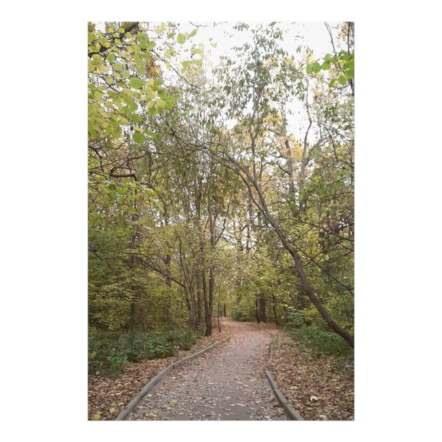 Foto Caminho Florestal de Outono Dourado (Frente)