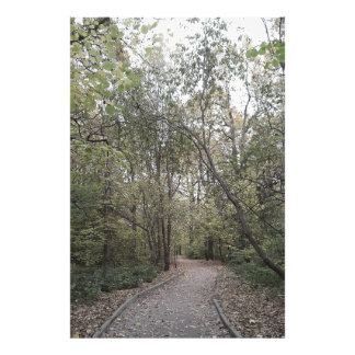 Foto Caminho Silencioso da Floresta de Outono – Edição 