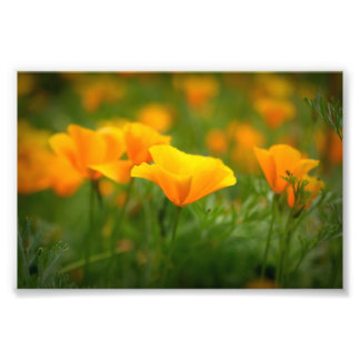 Foto Campo da Califórnia Poppies Laranja Flores de Papa