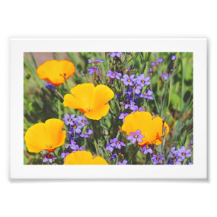 Foto Campo das flores da primavera