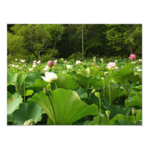 Foto Campo das Flores de Lotus no Jardim de Verão