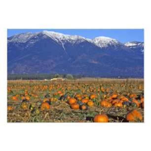 Foto Campo de abóbora do Vale de Flathead Montana