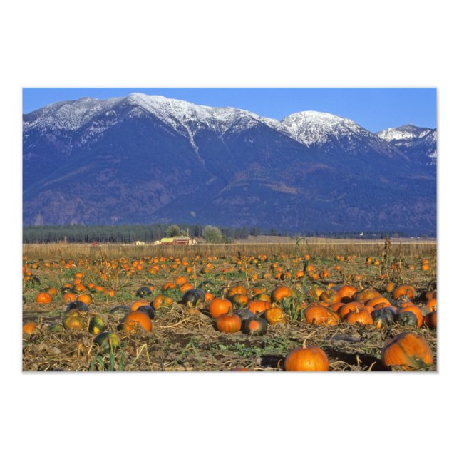 Foto Campo de abóbora do Vale de Flathead Montana (Frente)