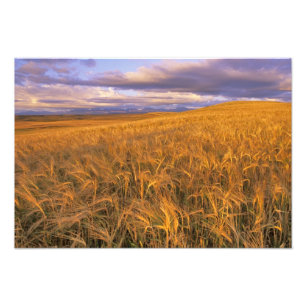 Foto Campo de cevada madura ao longo das Rochosas