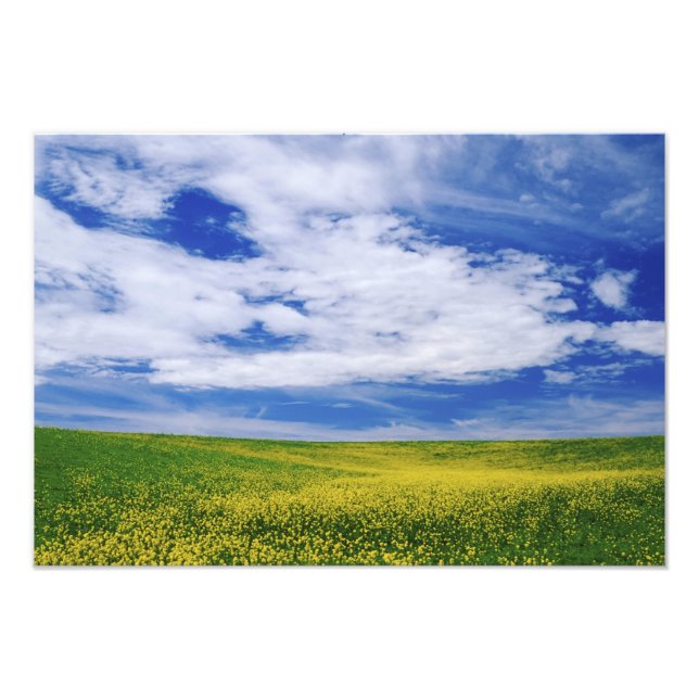 Foto Campo de flores de Canola ou Mostarda, Palouse (Frente)