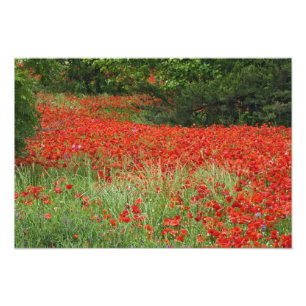 Foto Campo de flores de papoula híbrida plantadas ao lo