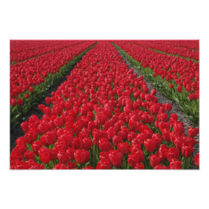 Foto Campo de flores de tulipas, Holanda, Países Baixos