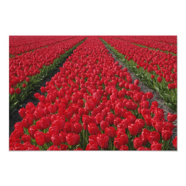 Foto Campo de flores de tulipas, Holanda, Países Baixos (Frente)
