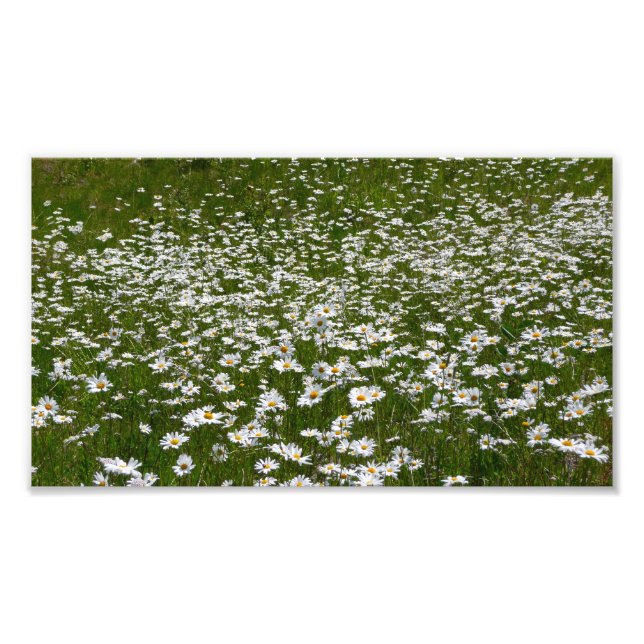 Foto Campo de flores silvestres do Alasca da Daisies (Frente)