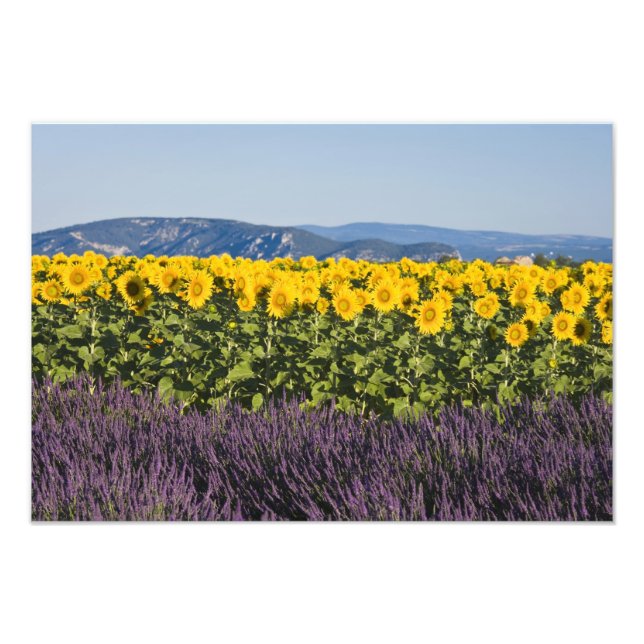 Foto Campo de girassóis e flores de lavanda, (Frente)