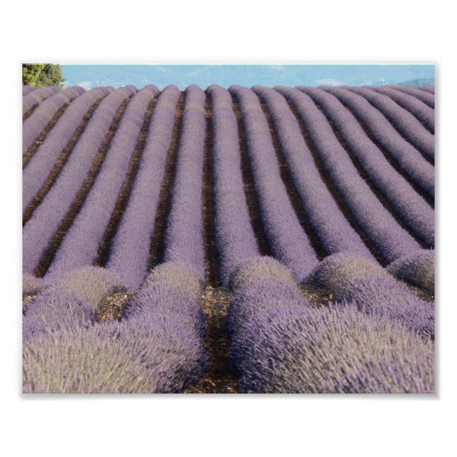 Foto Campo de lavanda na Provença (Frente)