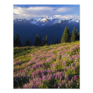 Foto Campo de lupino, Mt. Olympus, e nuvens em