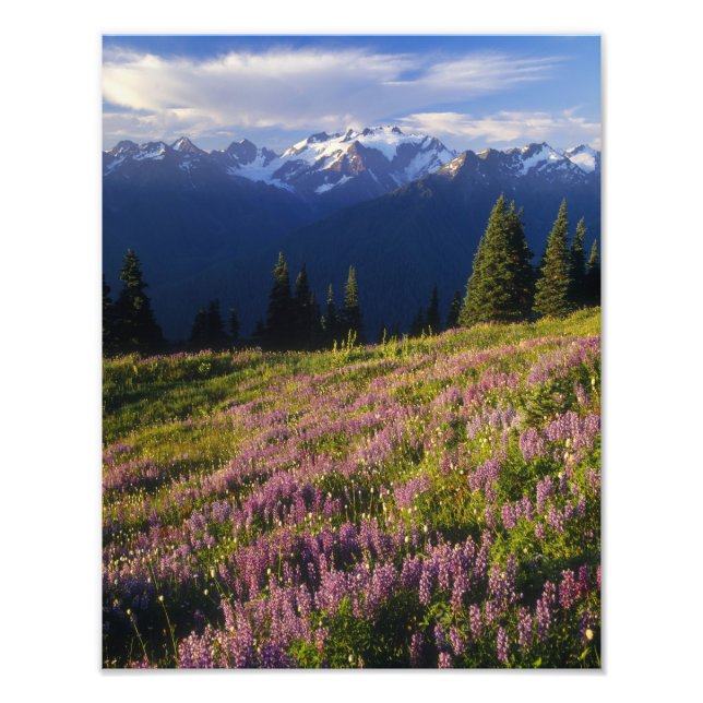 Foto Campo de lupino, Mt. Olympus, e nuvens em (Frente)