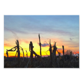 Foto Campo de milho sunset