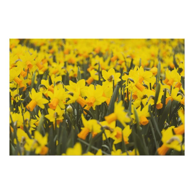 Foto Campo de Narcisos (Frente)